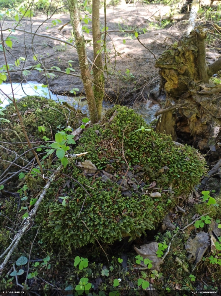 Lielā greizkausīte