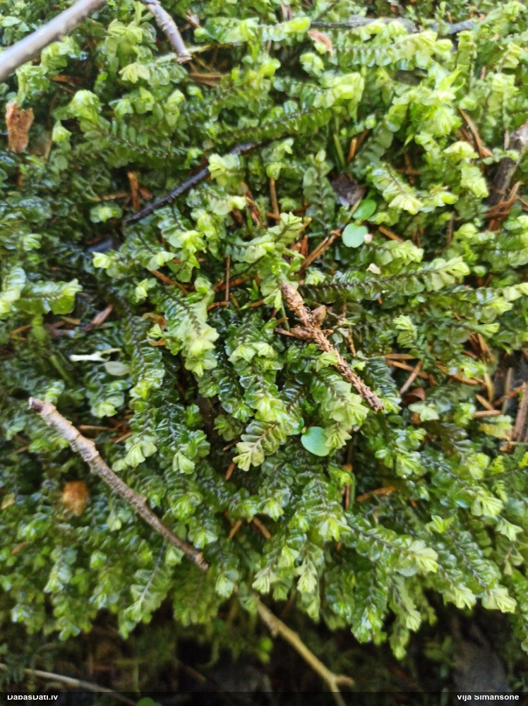 Lielā greizkausīte