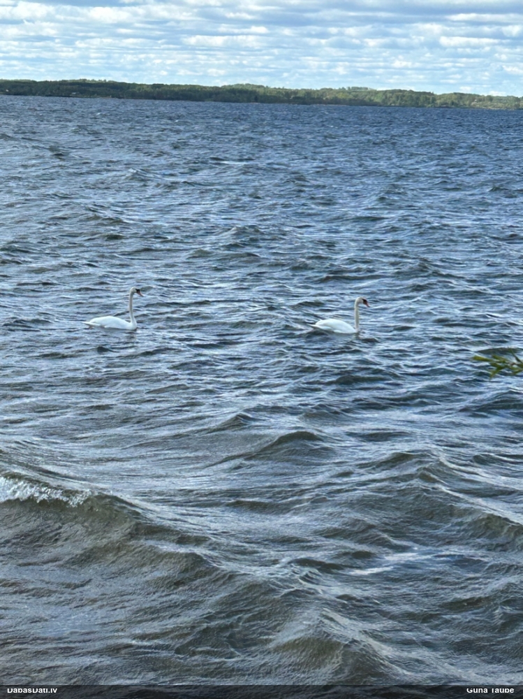 лебедь-шипун