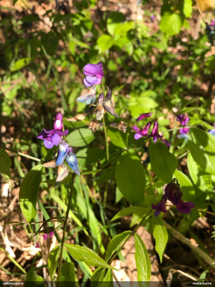 чина весенняя