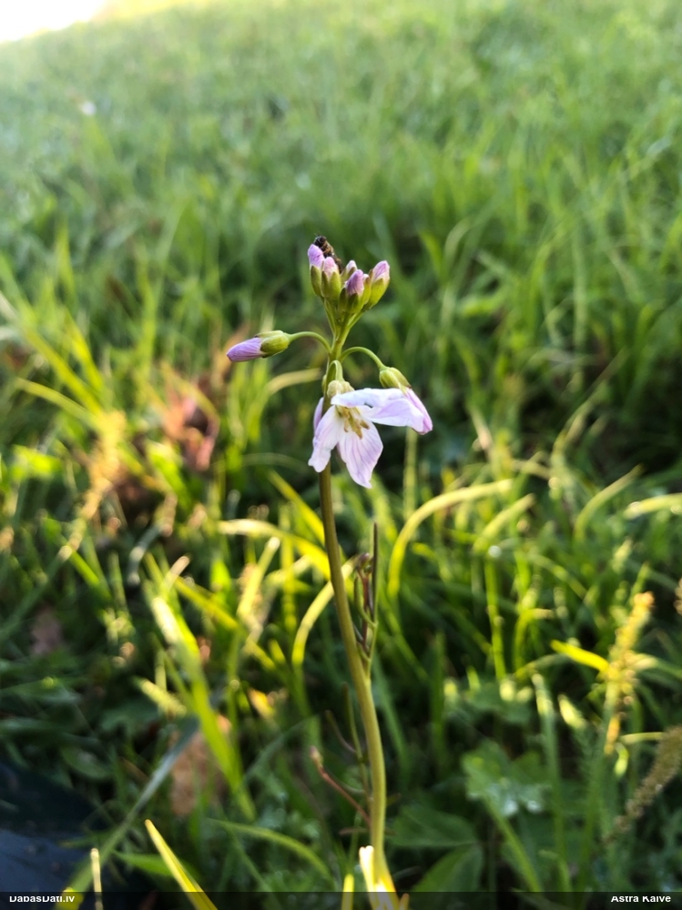 сердечник луговой