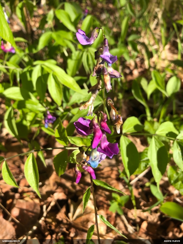 чина весенняя