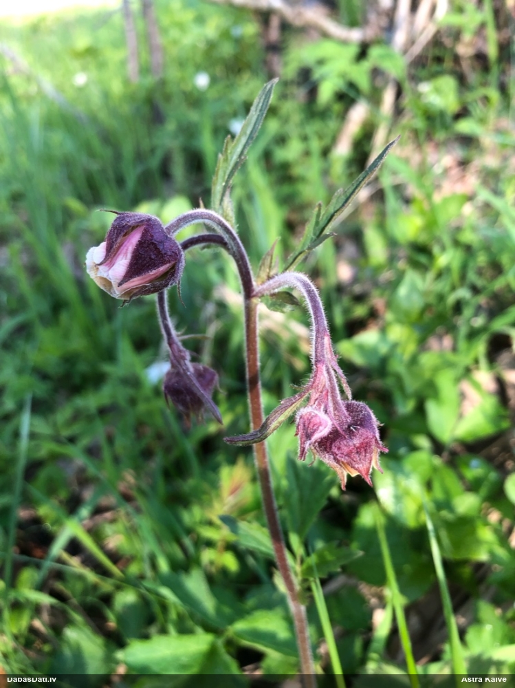 гравилат речной