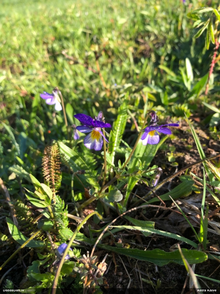 фиалка трехцветная