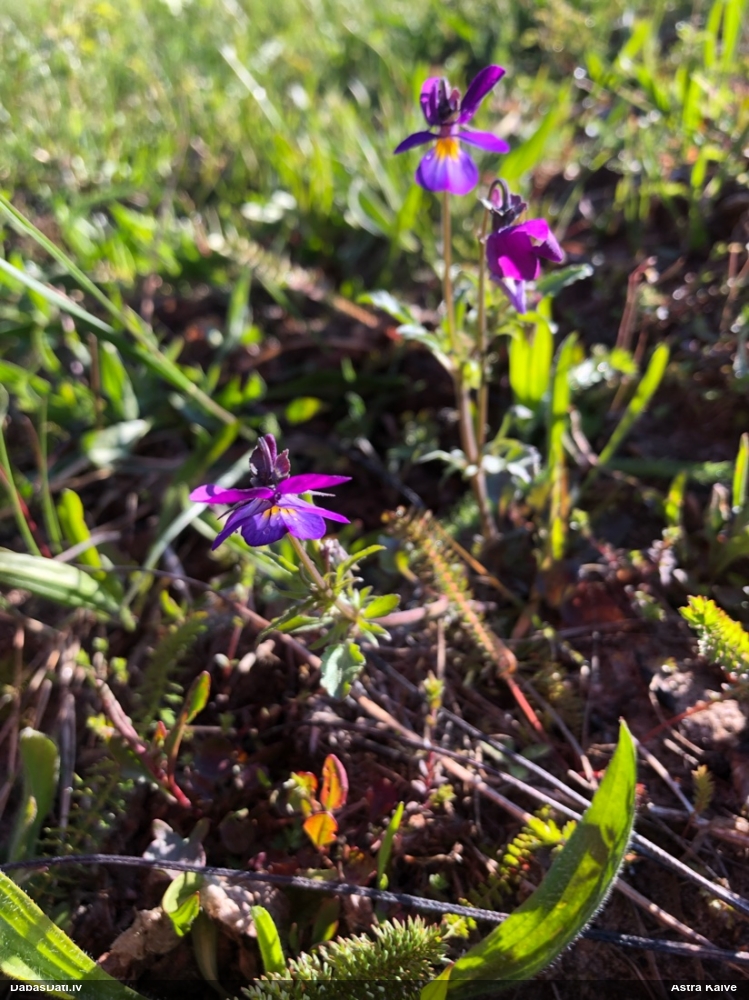 фиалка трехцветная