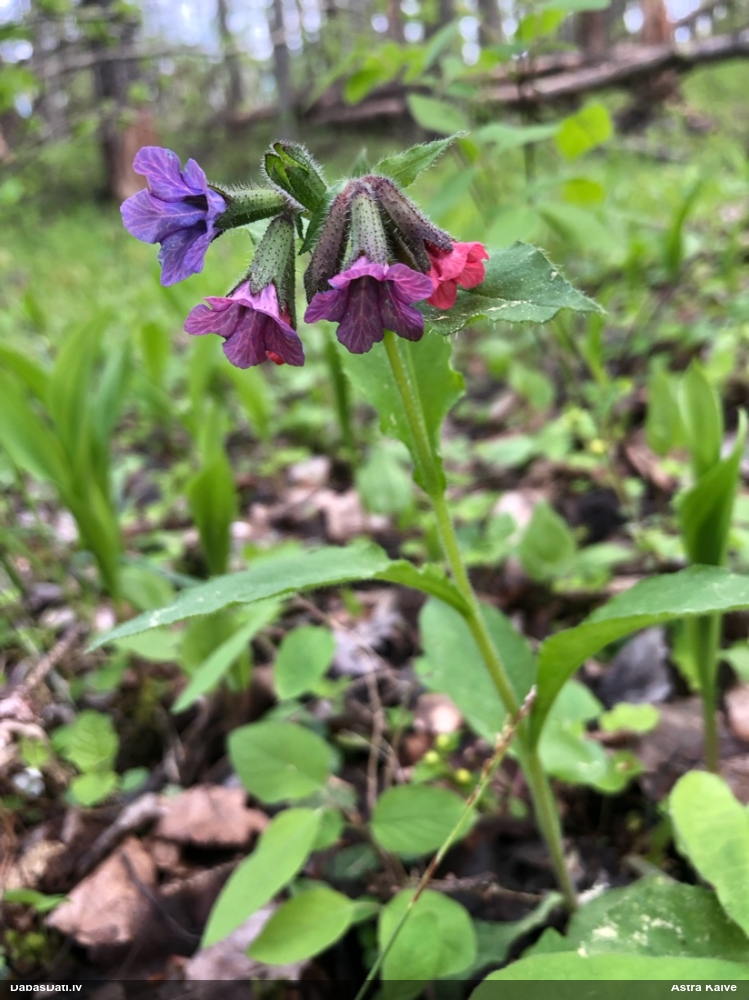 Tumšais lakacis (dziedniecības, ārstniecības lakacis)