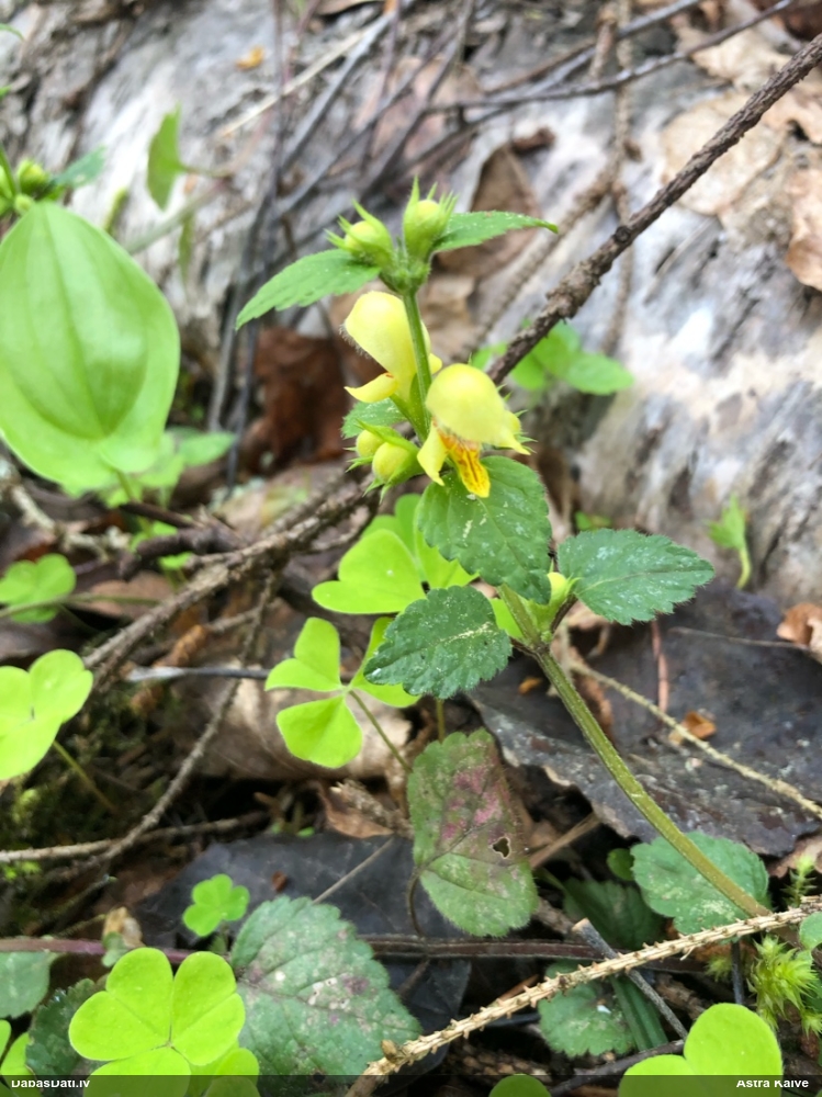 зеленчук желтый