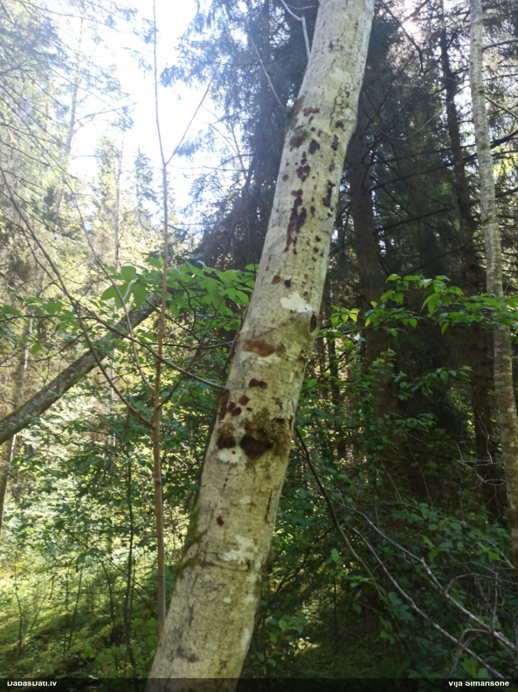 Skrimšļainā eksīdija