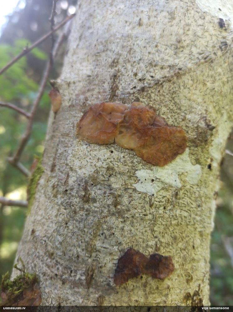 Skrimšļainā eksīdija