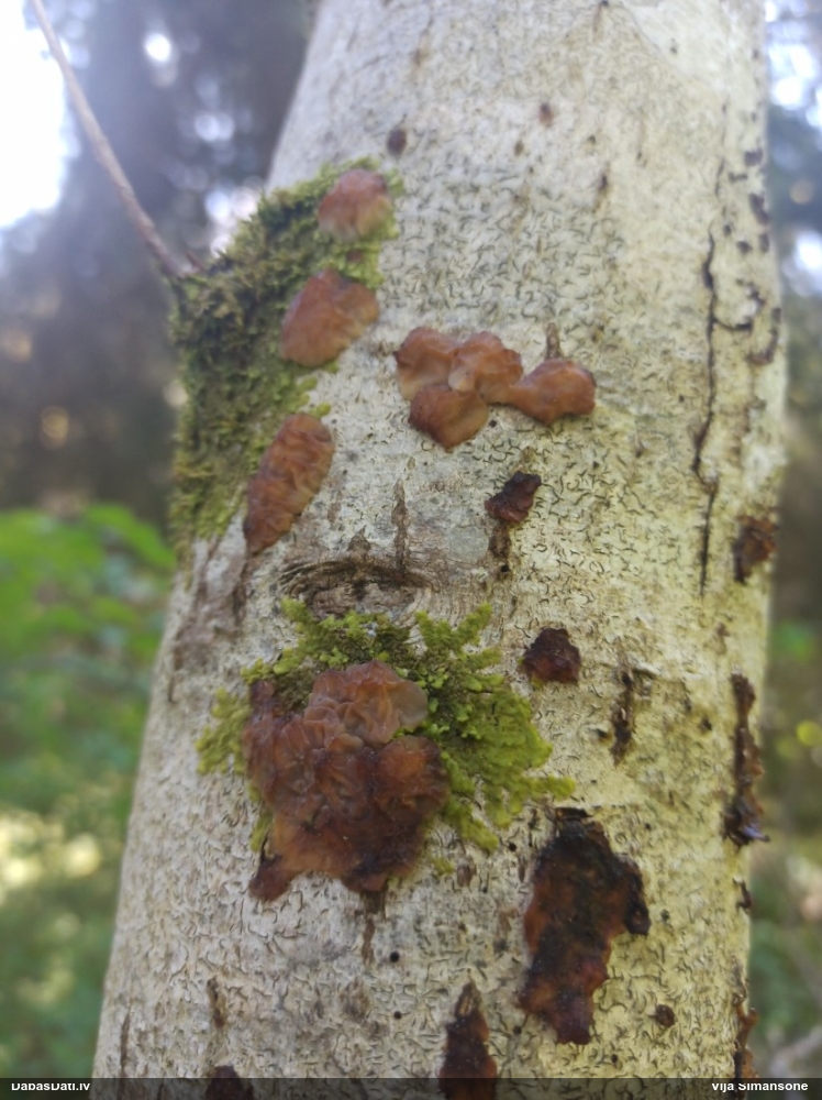 Skrimšļainā eksīdija