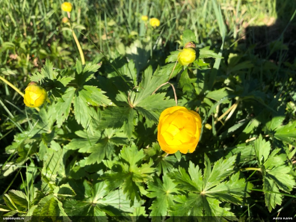 купальница европейская