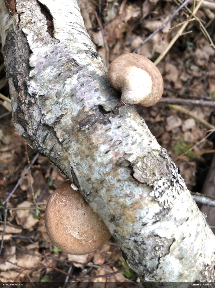 березовый Трутовик