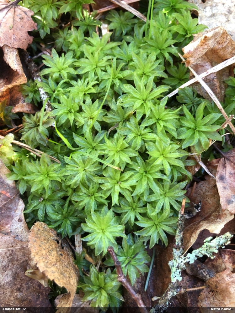 Parastā rožgalvīte