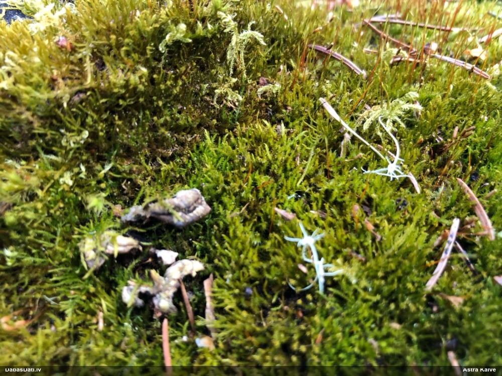 Dzīslainā leskejīte