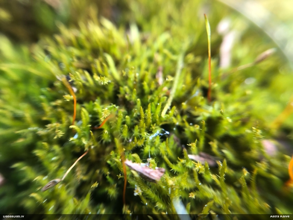 Dzīslainā leskejīte