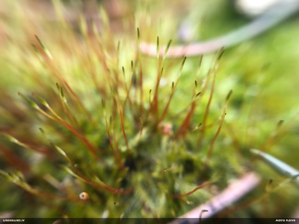 Dzīslainā leskejīte