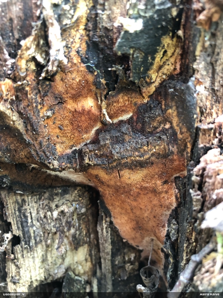 Melnējošā cietpore