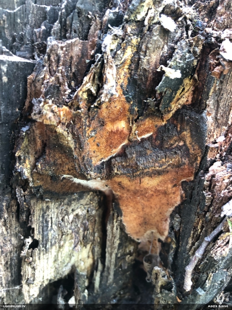 Melnējošā cietpore