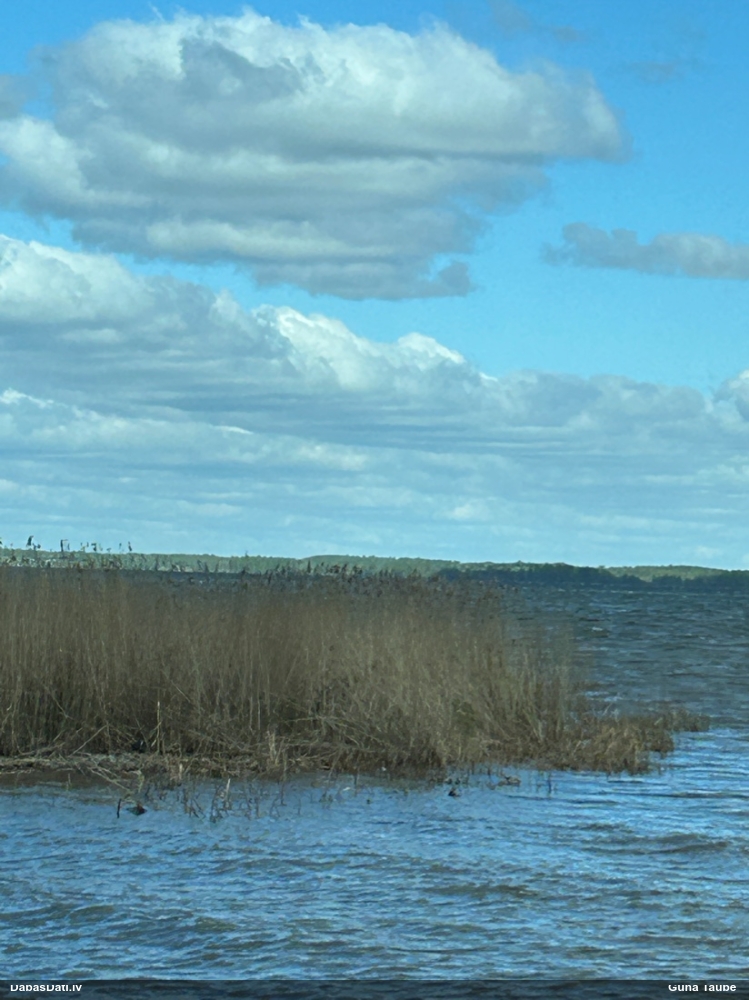 большой крохаль