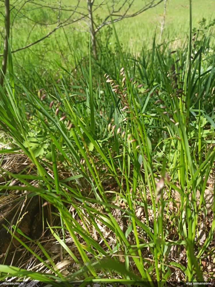 перловник поникший