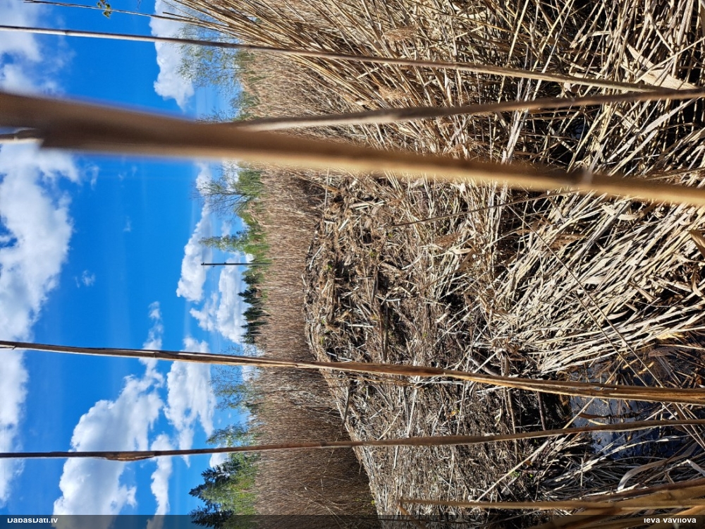 обыкновенный бобр