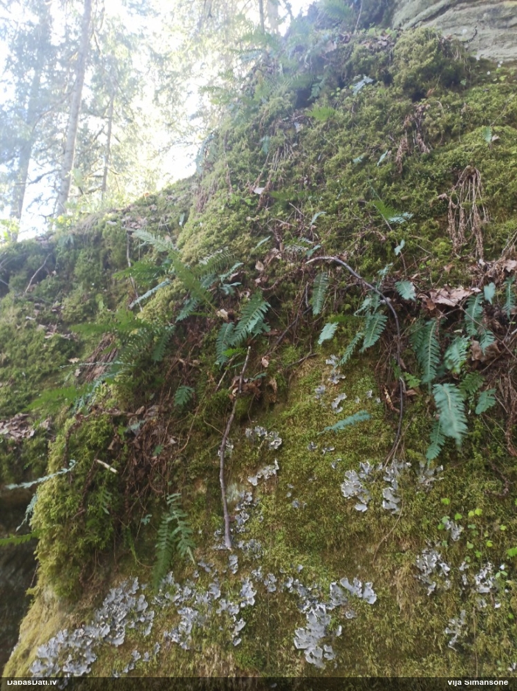 многоножка обыкновенная