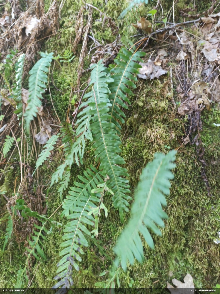 многоножка обыкновенная