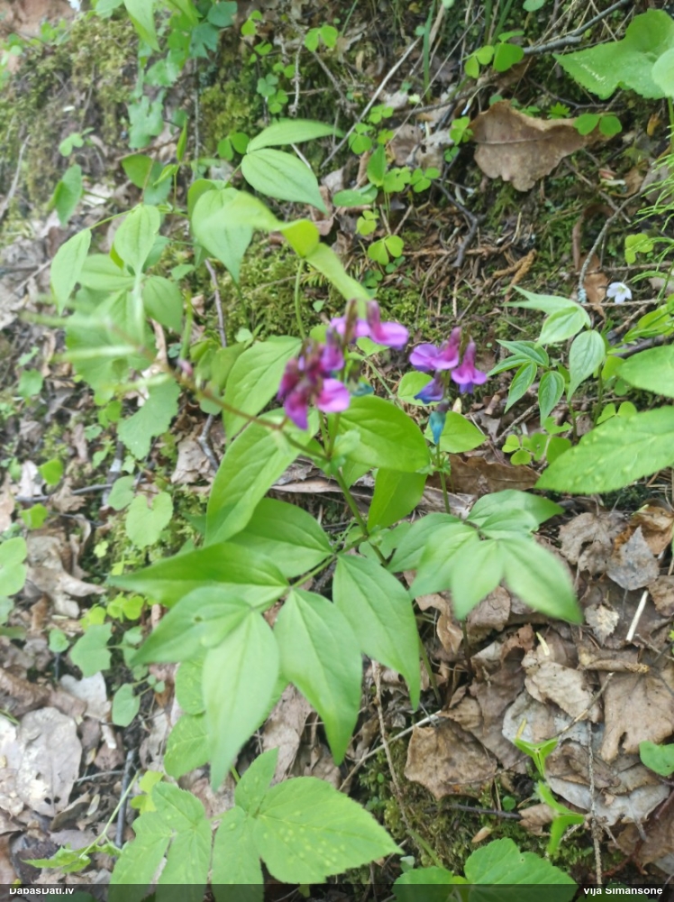 чина весенняя