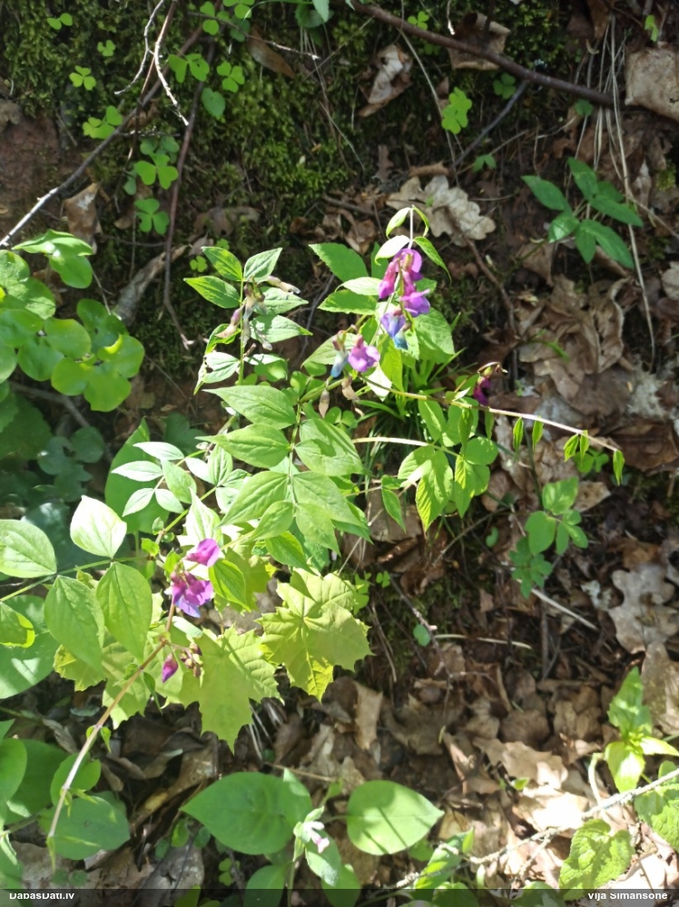 чина весенняя