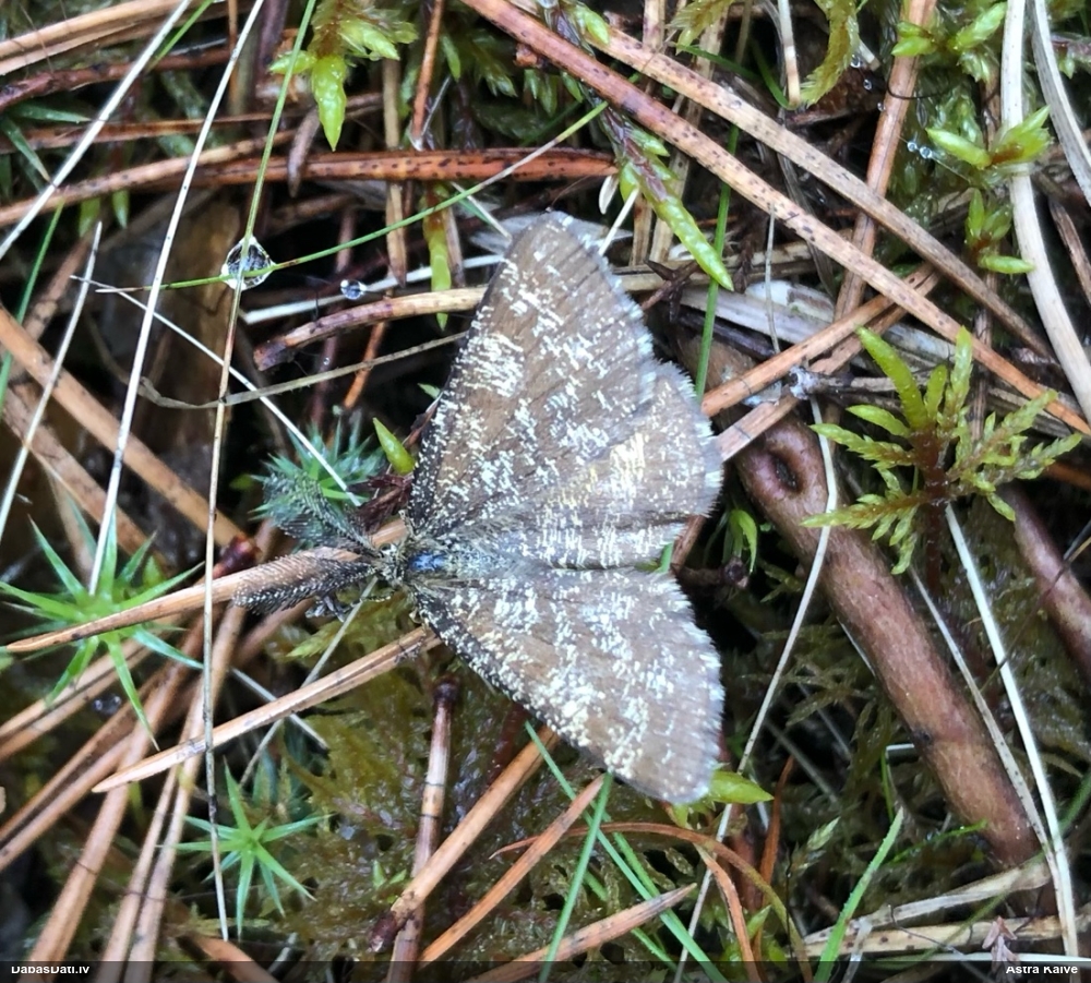 Brūnais viršu sprīžmetis