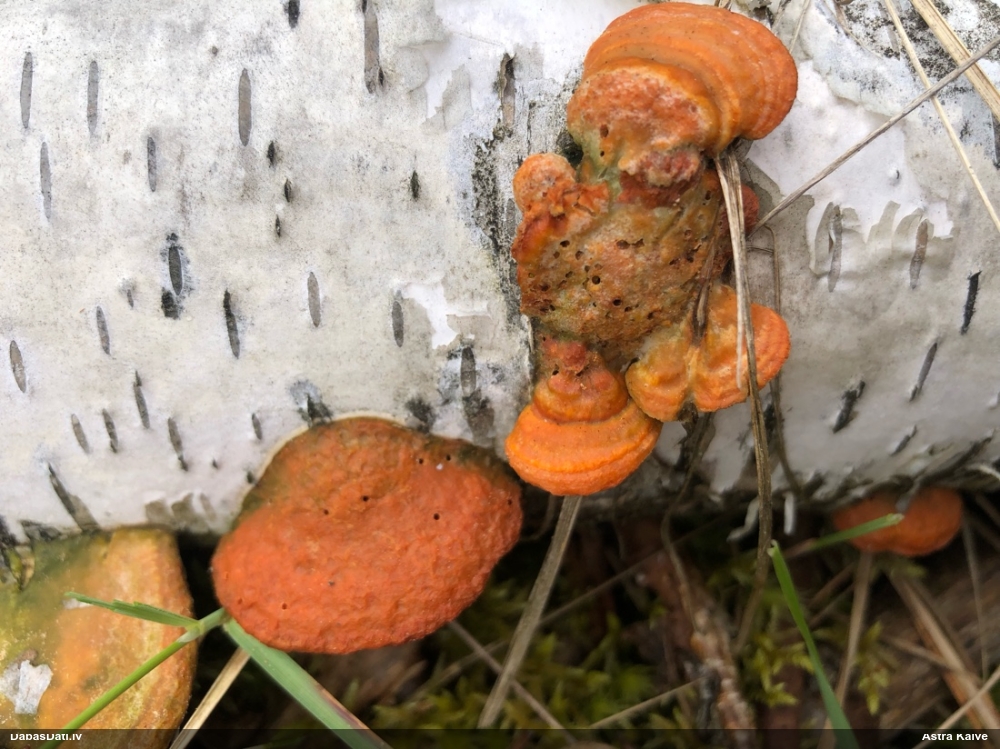 Parastā cinobrpiepe