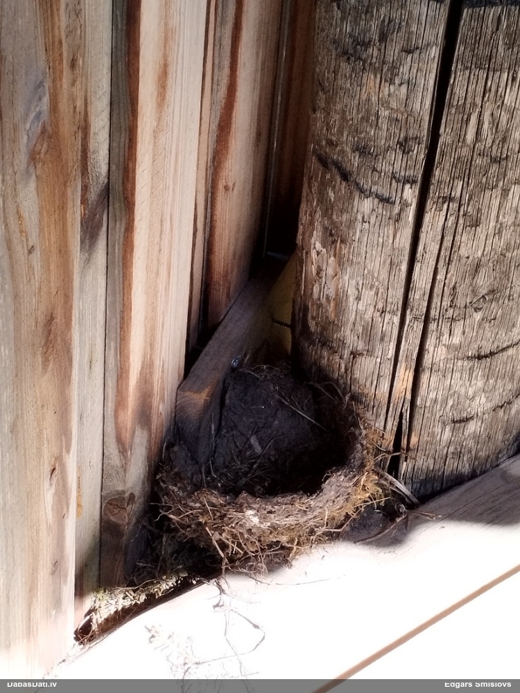 певчий дрозд