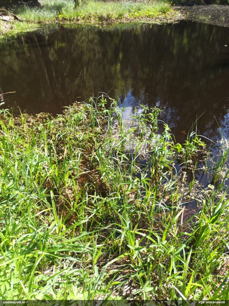 сабельник болотный