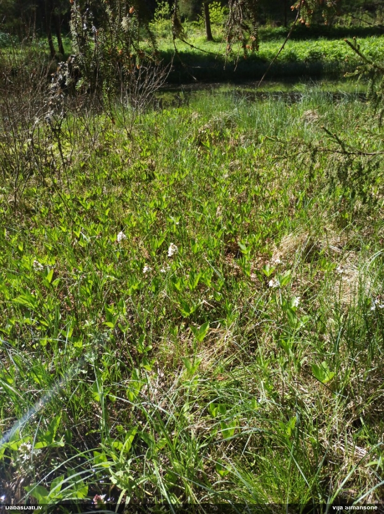 вахта трехлистная