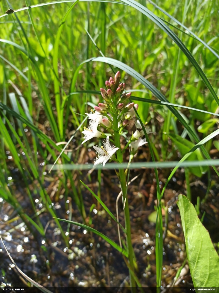 вахта трехлистная