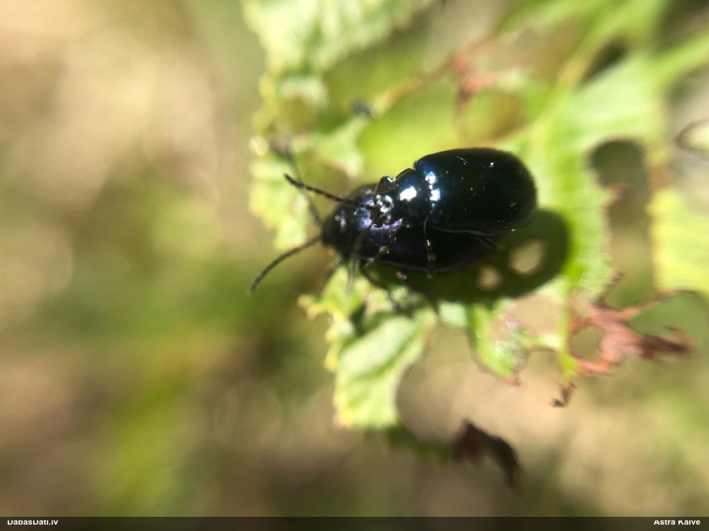 Alkšņu zilais lapgrauzis