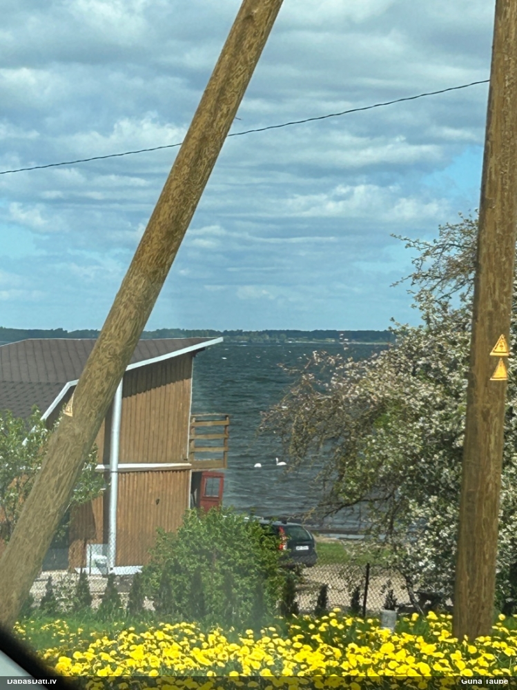 лебедь-шипун