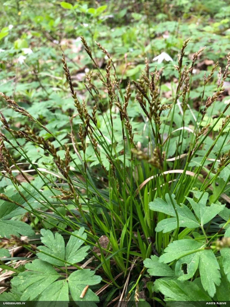 осока пальчатая