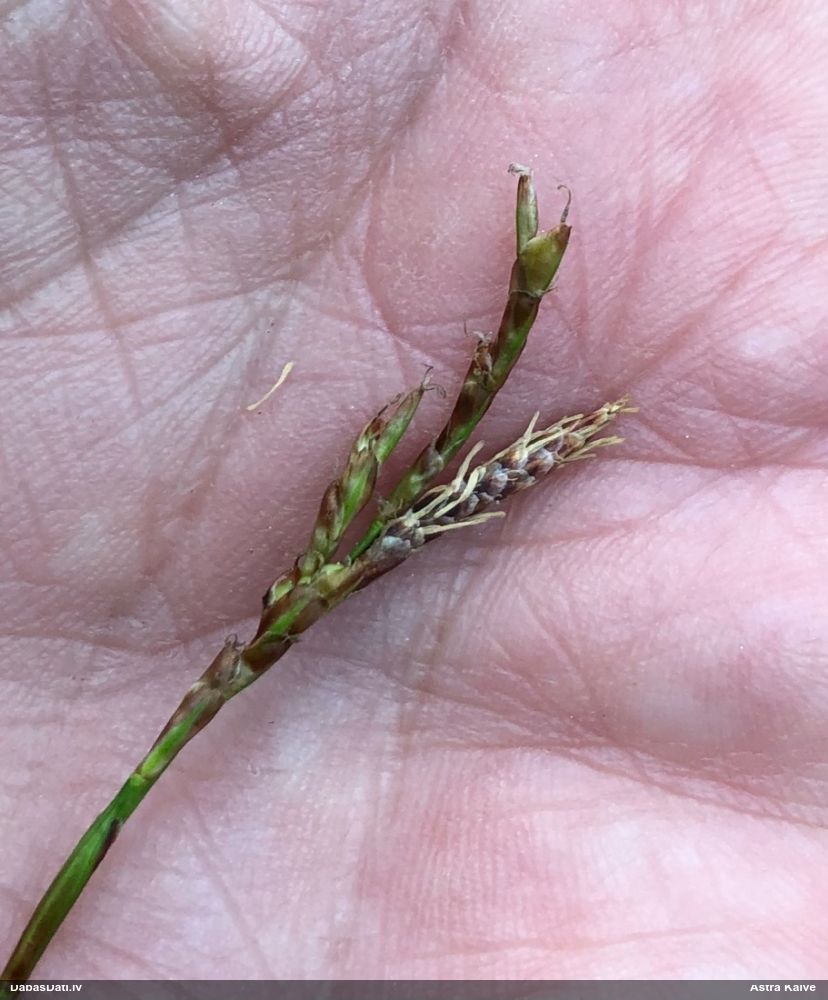 осока пальчатая