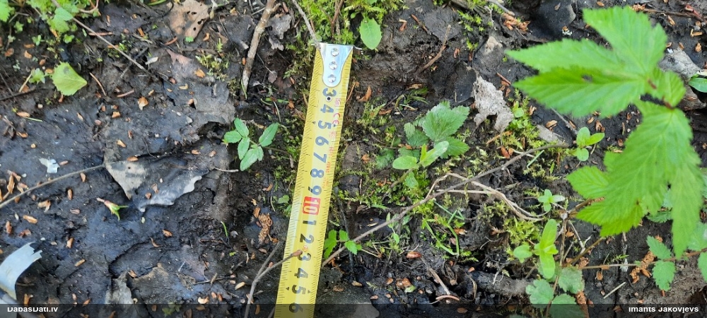 бурый медведь