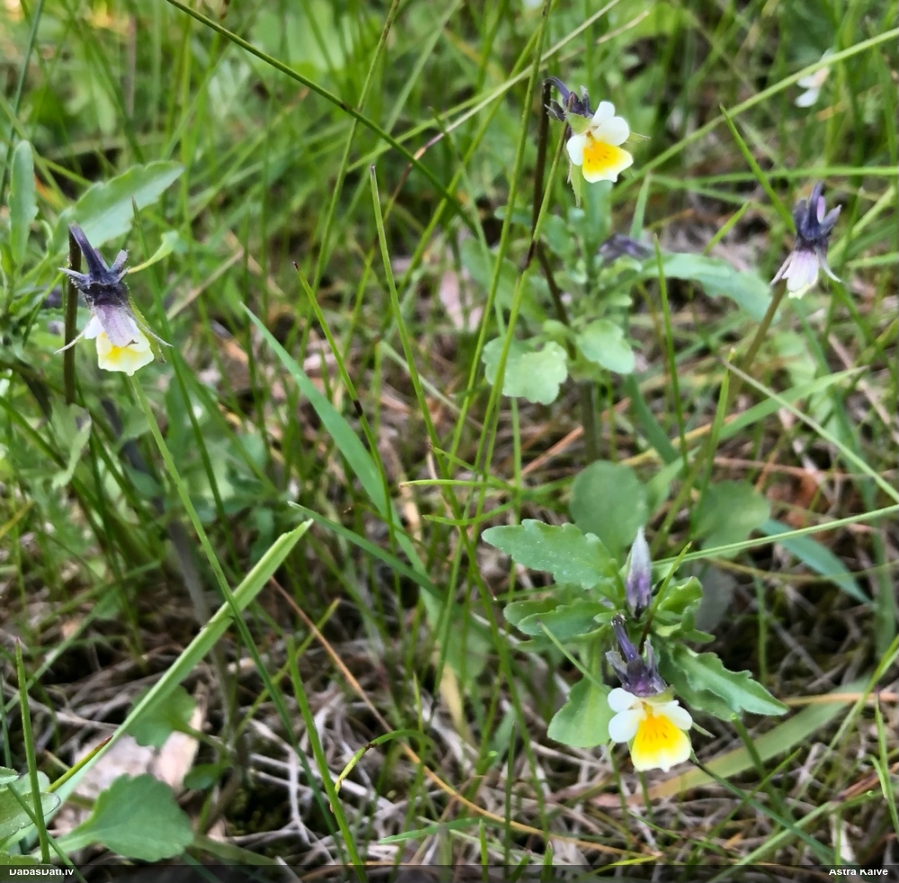 фиалка полевая