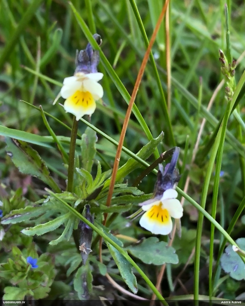 фиалка полевая