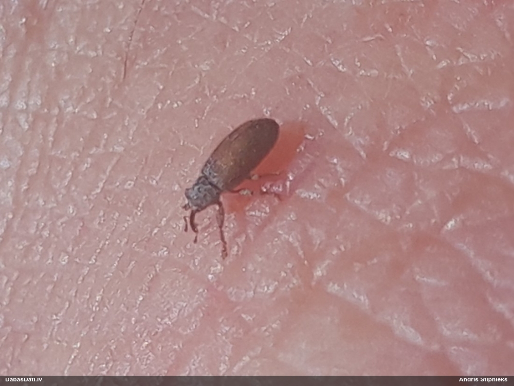 Smecernieks Brachonyx pineti