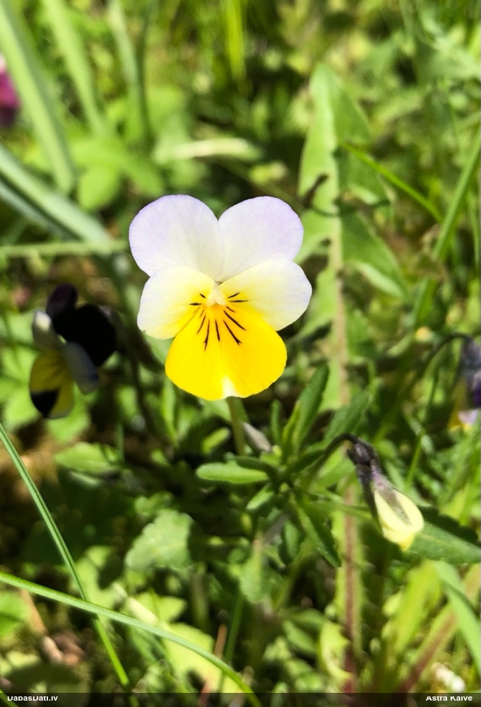 фиалка трехцветная