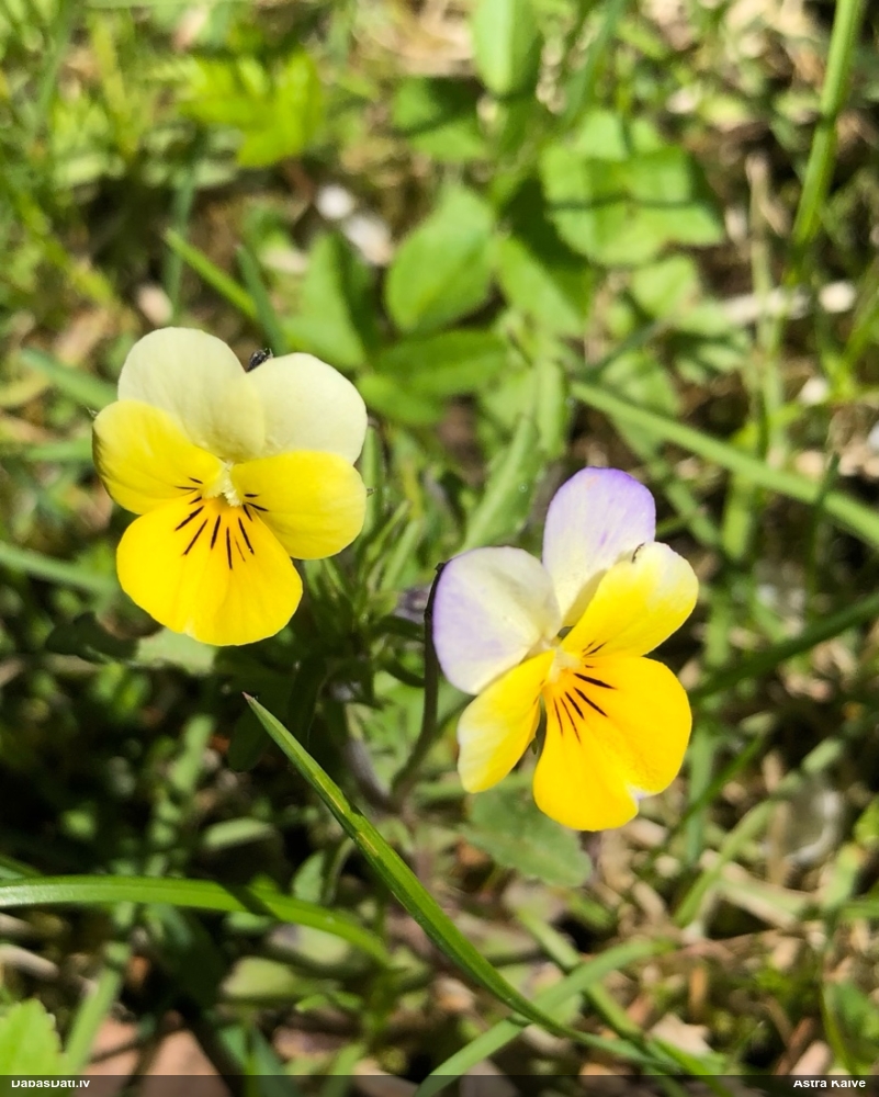 фиалка трехцветная