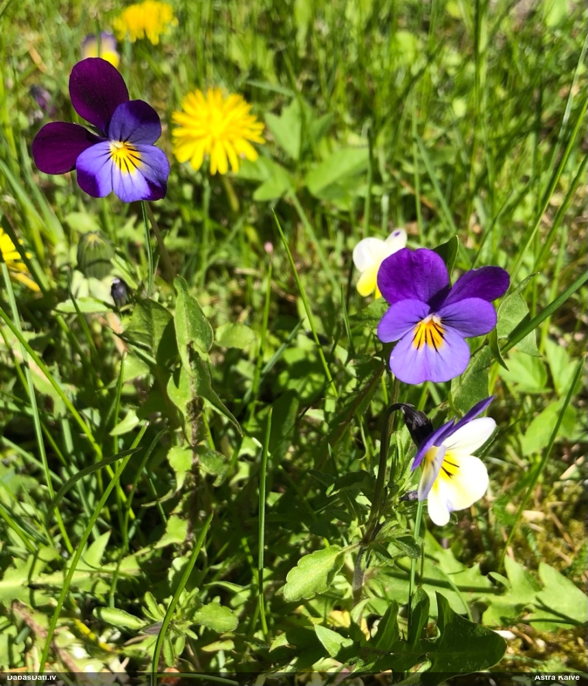 фиалка трехцветная