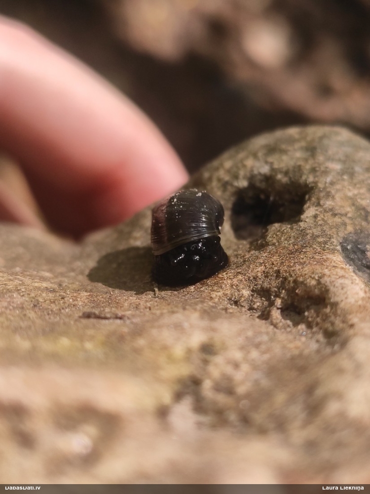 янтарка стройная