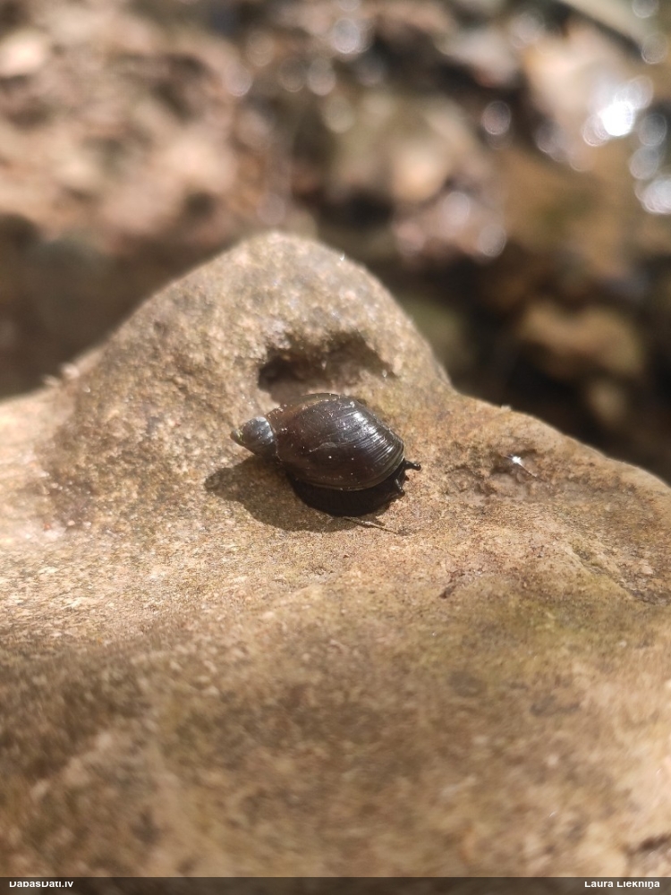 янтарка стройная