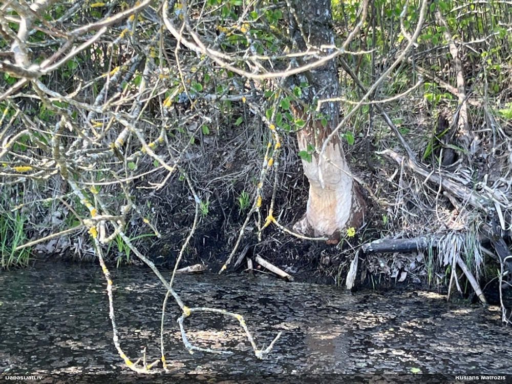 обыкновенный бобр