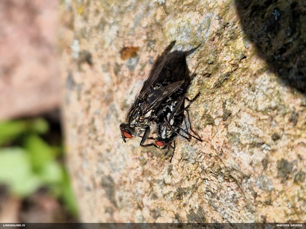Pelēkā gaļasmuša